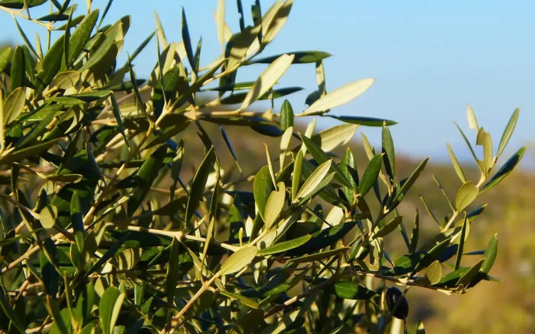 Visit Grampians Olive Co, Laharum